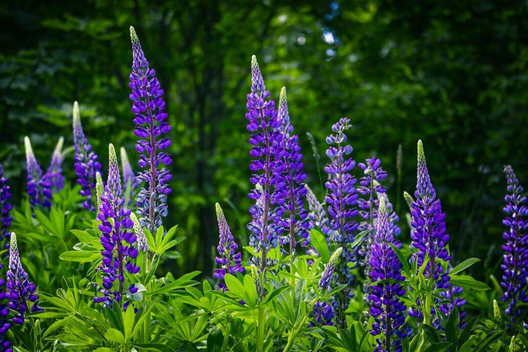 Lupin